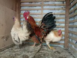 Ayam Kate paket ternak