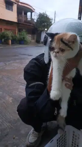 Exotic shorthair (Betina) Bapak ped dan Emaknya Nonped