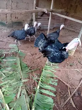 Jual ayam kalkun umur 10 bulan satu ekor Rp 350.000