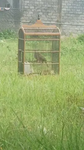 Derkuku Lokal Kuk 3 Sepasang