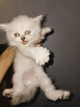 OPEN ADOPSI KUCING RAS PERSIA LONGHAIR