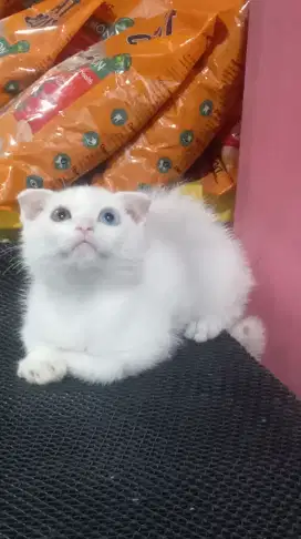 Kucing scottish fold odd eye