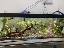 Ikan hias akuarium, glofish, manfish, danio