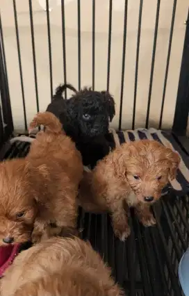 Anakan anjing Toy Poodle