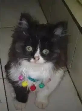 Kucing kitten sepasang