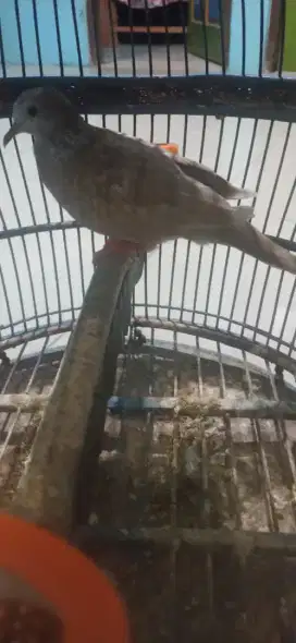 Burung Derkuku Warna RWS Kuk 2