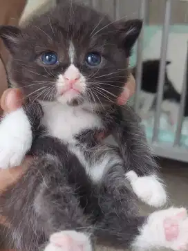 KITTEN BSH BLUE EYES