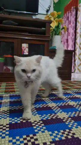 Kucing Persia Putih