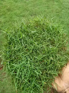 JUAL RUMPUT DAN JASA PENYEDIA RUMPUT TAMAN DAN PEMASANGAN