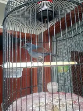 Burung Jongkangan/Cingcoang Biru Muda Bunyi