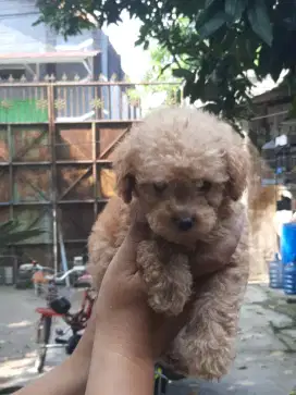 Poodle 11minggu