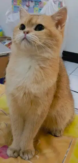 BU lepas BSH British Shorthair PED Betina WCF Golden