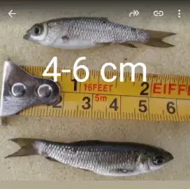 IKAN Graskap Pemakan Rumput (4-6cm)