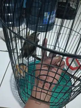 Burung trucukan ucuk + sangkar