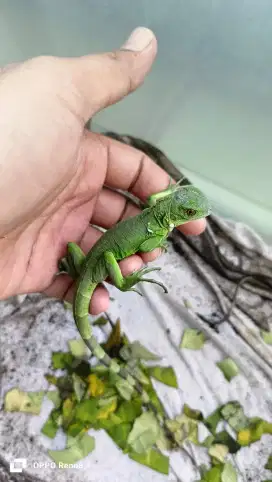 Iguana kecil hijau lincah