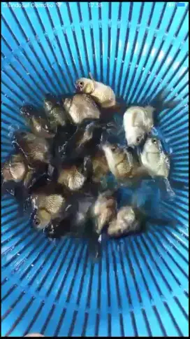 Koki oranda hitam