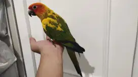 sunconure hy skill