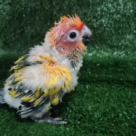 baby sunconure hy terbaik