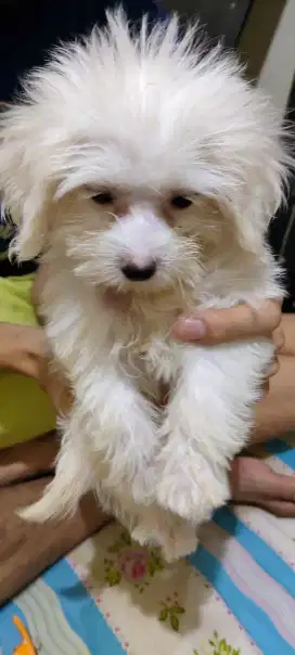 Maltipoo puppy 2 bulan jantan