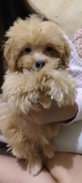 Maltipoo betina 2 bulan