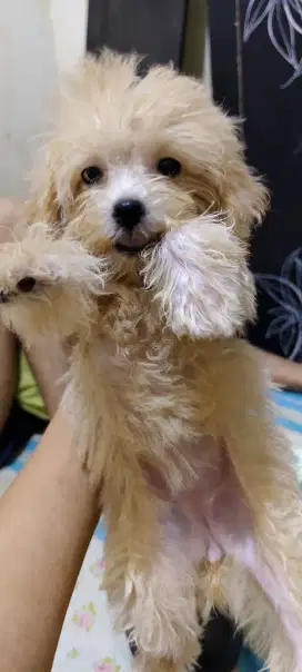 Puppy maltipoo betina 2 bulan