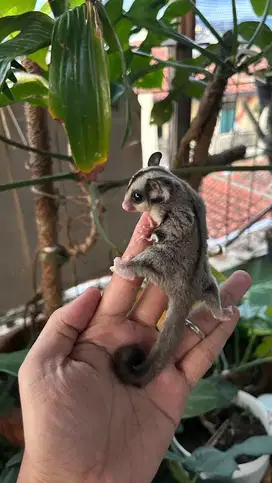 Sugar glider grey JANTAN