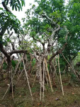 Kamboja posil besar