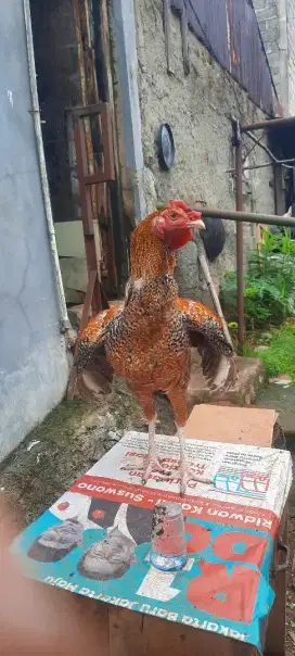 Ayam Jago Pelung Jali