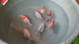 Ikan mas koki panca warna