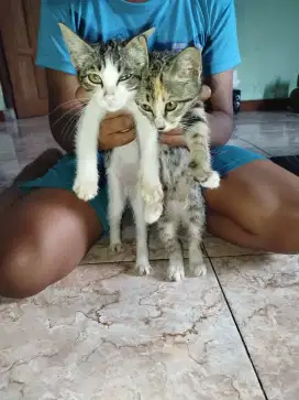 Anak kucing kampung