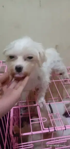 Maltese betina 1 tahun