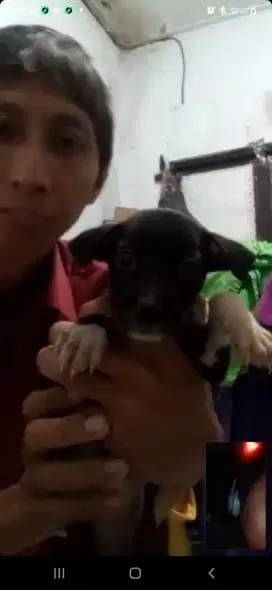 Anak Anjing Labrador