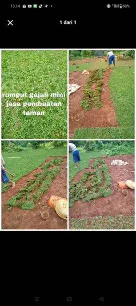 Rumput gajah mini
