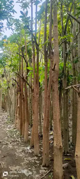Pohon pule/lame tunggal dan gruping