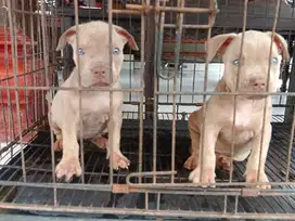 Anak anjing/puppys pitbull