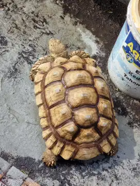 Sulcata Betina Dewasa Uk -+42cm SCL, Warna Cerah Cakep (Siap Breeding)