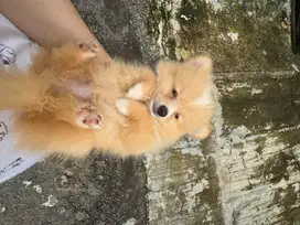 PUPPIES MINIPOM