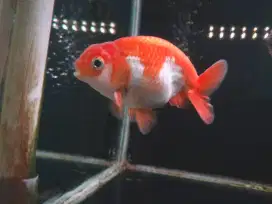 Ikan mas koki jenis ranchu