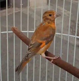 Red Siskin Topas jantan antik