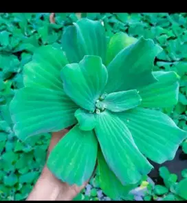 Jual tanaman air apu apu