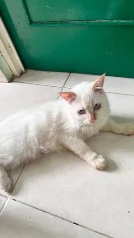 Open adopt kucing persia putih jantan