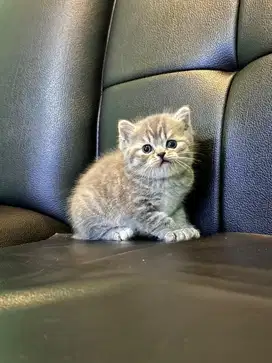 British shorthair jantan