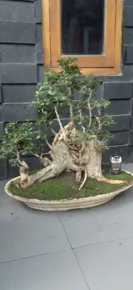 Bonsai borongan