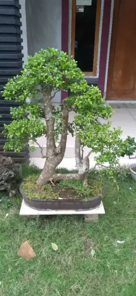 Bonsai serut raft