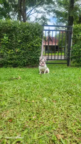 Betina french bulldog (sire) imp serbia