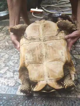 Jual kura kura sulcata