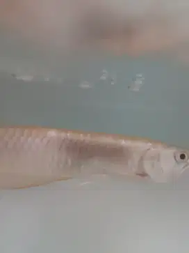 Arwana silver albino