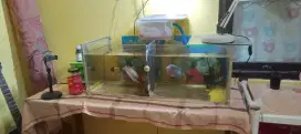 Aquarium sm ikan louhannya