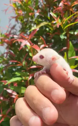 SUGAR GLIDER JOEY CREAMINO BETINA