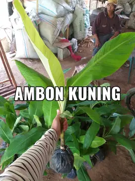 Bibit Tanaman Pisang Ambon Kuning - Harga Murah - Kualitas Unggulan